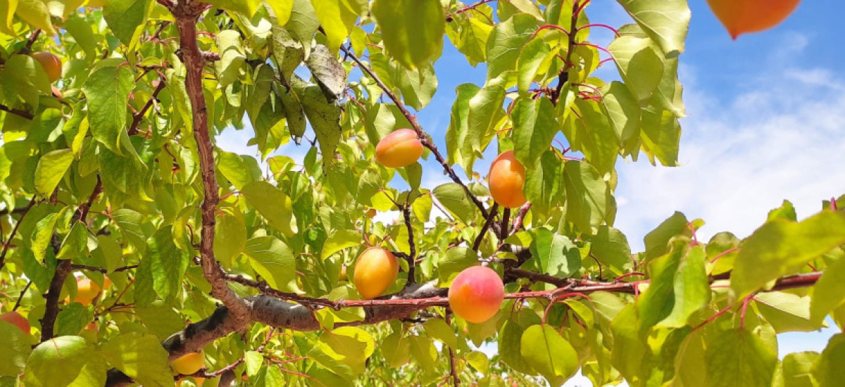 Investigadores de Agrónomos presentan cómo ahorrar hasta un 30% de agua en albaricoqueros en el Congreso de Fruta de hueso